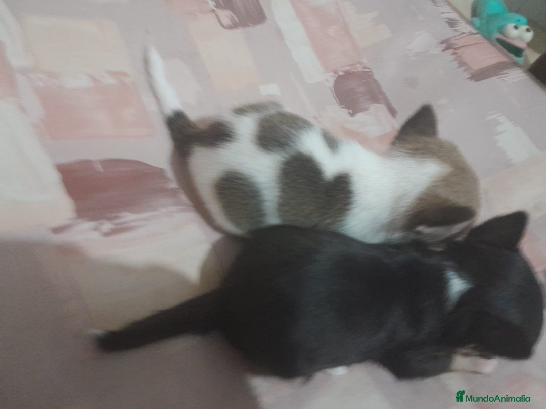 Chihuahua perros en venta: Hembra chihuahua Toy  - Imagen 5