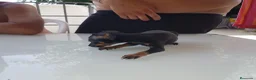 Ratón de Praga perros en venta: Cachorro de ratón de Praga  - Anuncio 24