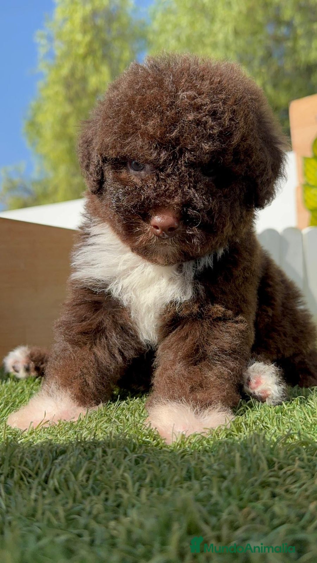 Perro de Agua Español perros en venta: PERRO DE AGUA HEMBRA - Imagen 2