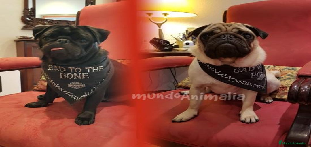 Imagen de galería {{count}}