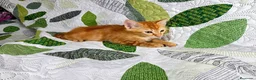 Europeo de Pelo Corto gatos en venta: Gatito macho en adopción - Anuncio 2
