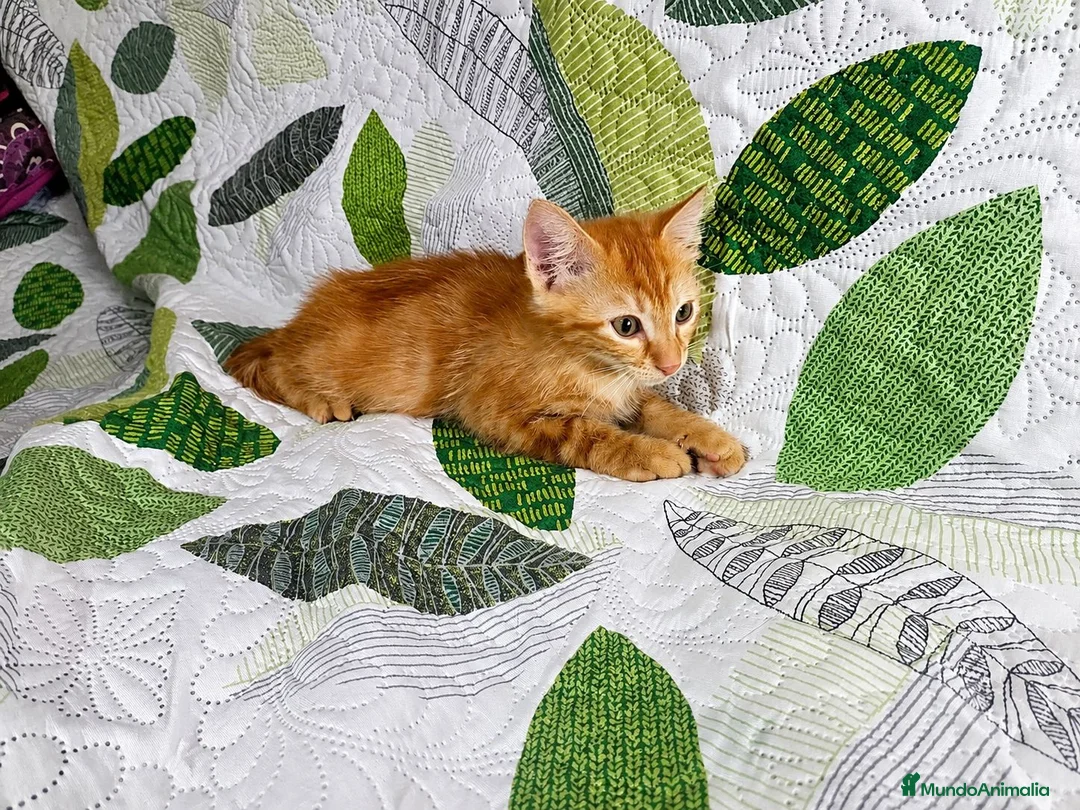 Europeo de Pelo Corto gatos en venta: Gatito macho en adopción - Anuncio 2