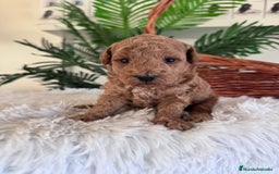 Caniche Toy perros en venta: CANICHE TOY - Imagen 9