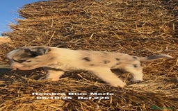 Border Collie perros en venta: Border Collie Blue Merle - Anuncio 4