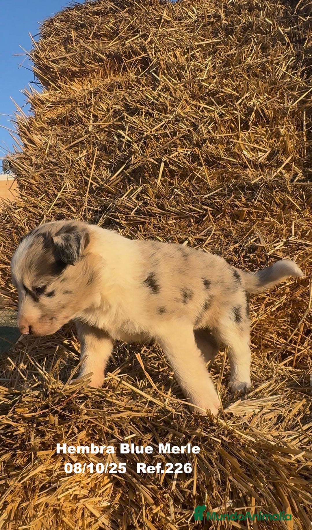 Border Collie perros en venta: Border Collie Blue Merle - Anuncio 4