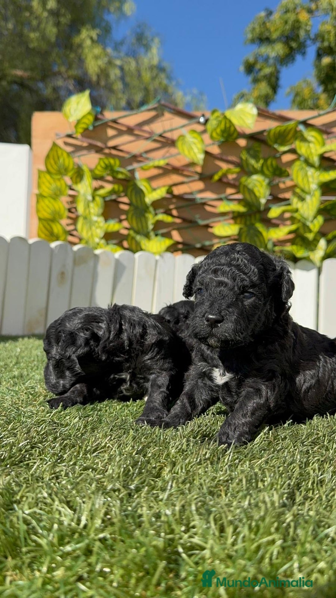 Caniche Toy perros en venta: CANICHE TOY - Imagen 6