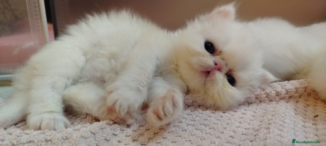 Persa gatos en venta: Gatito Persa Macho Blanco - Imagen 4