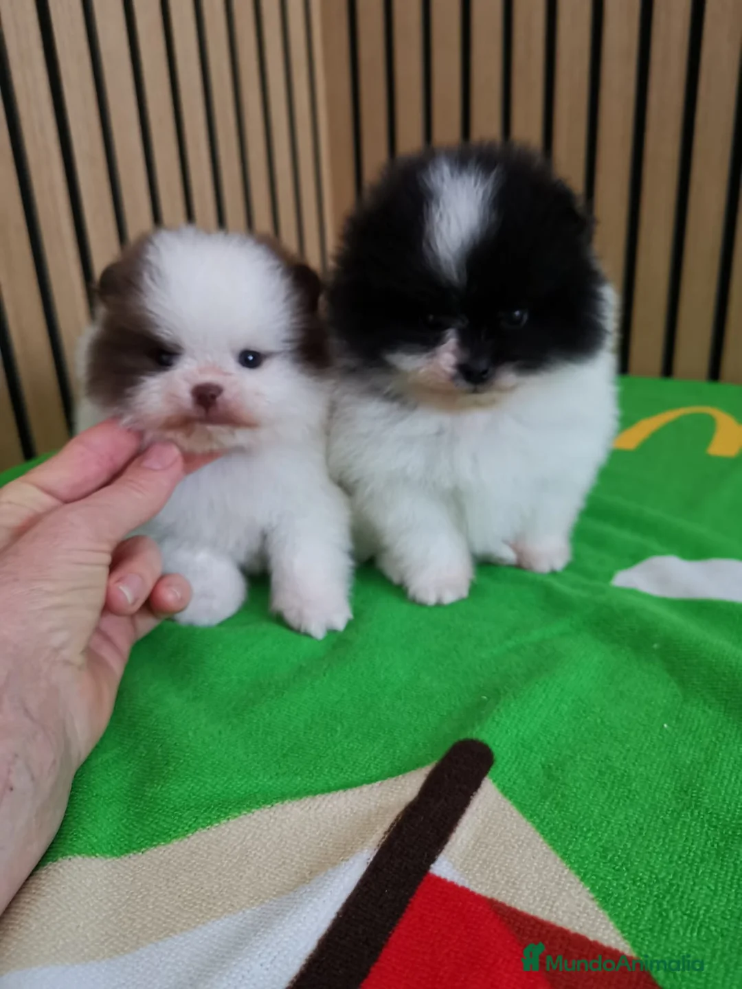 Pomerania perros en venta: Pomerania TOY Party Chocolate y Negro  - Anuncio 6