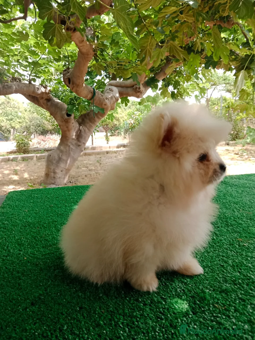 Pomerania perros en venta: Cachorro de Pomerania Toy   - Anuncio 3