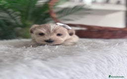 Maltipoo perros en venta: MALTIPOO MACHO - Imagen 15