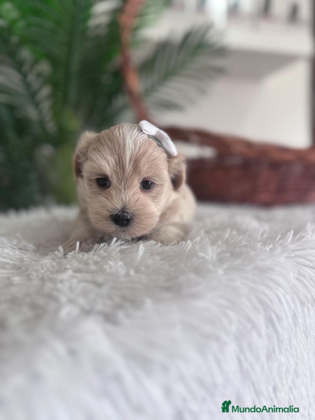 Maltipoo perros en venta: MALTIPOO MACHO - Imagen 15