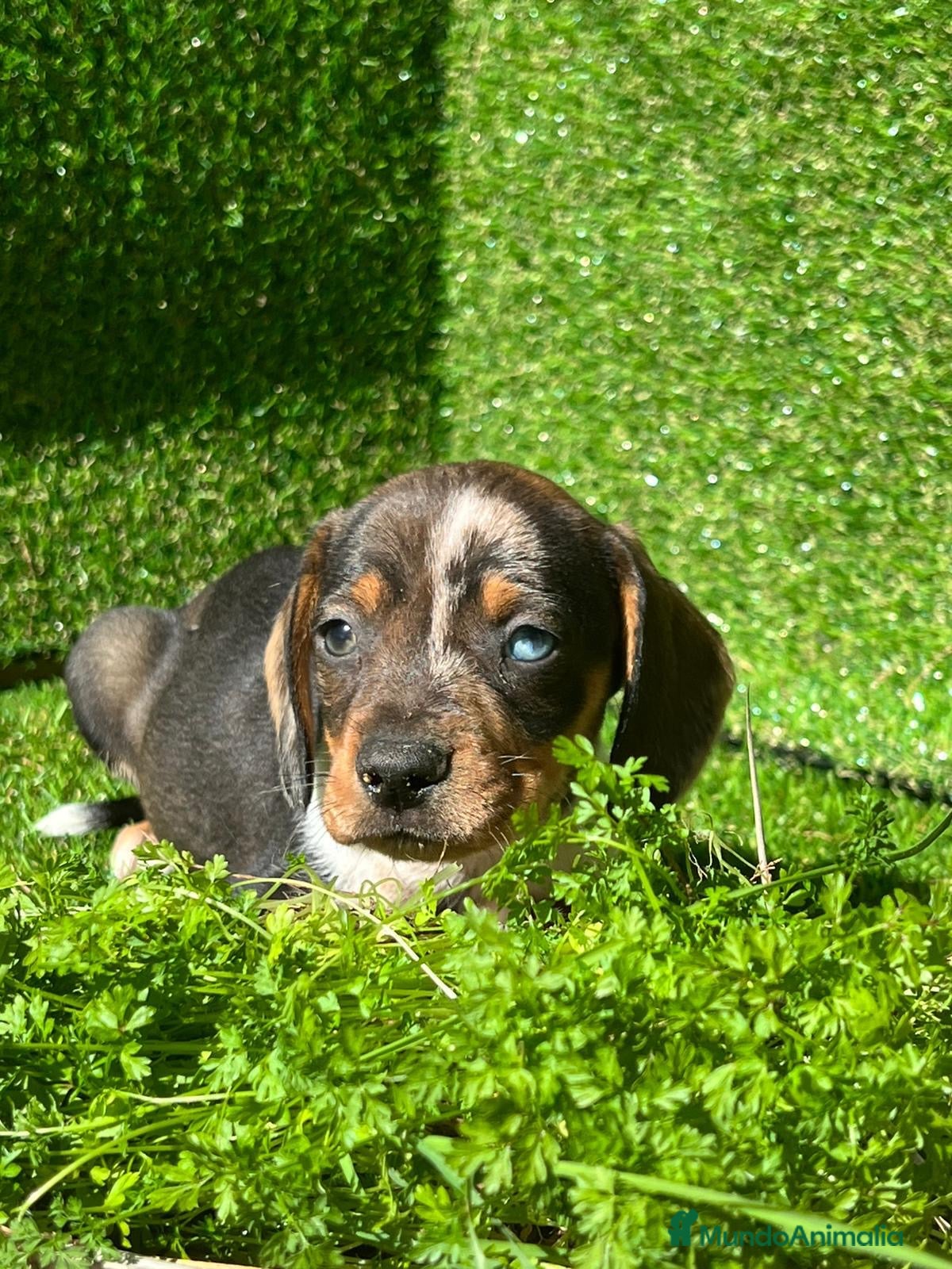 Teckel perros TECKEL ESPAÑA !!!!!!!!!!!  en Badajoz - Anuncio 2