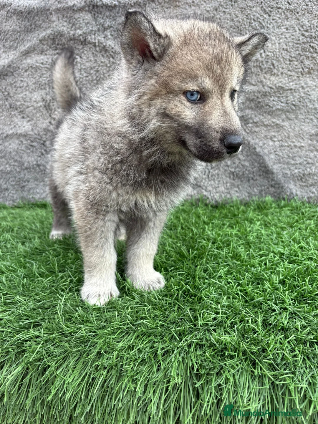 Husky Siberiano perros en venta: Macho de Husky siberiano agouti ojo azul  - Anuncio 12