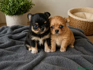 Chihuahua perros Chihuahuas de pelo largo 🐾🔥 - Anuncio 9