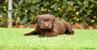 Labrador Retriever perros - Anuncio 11
