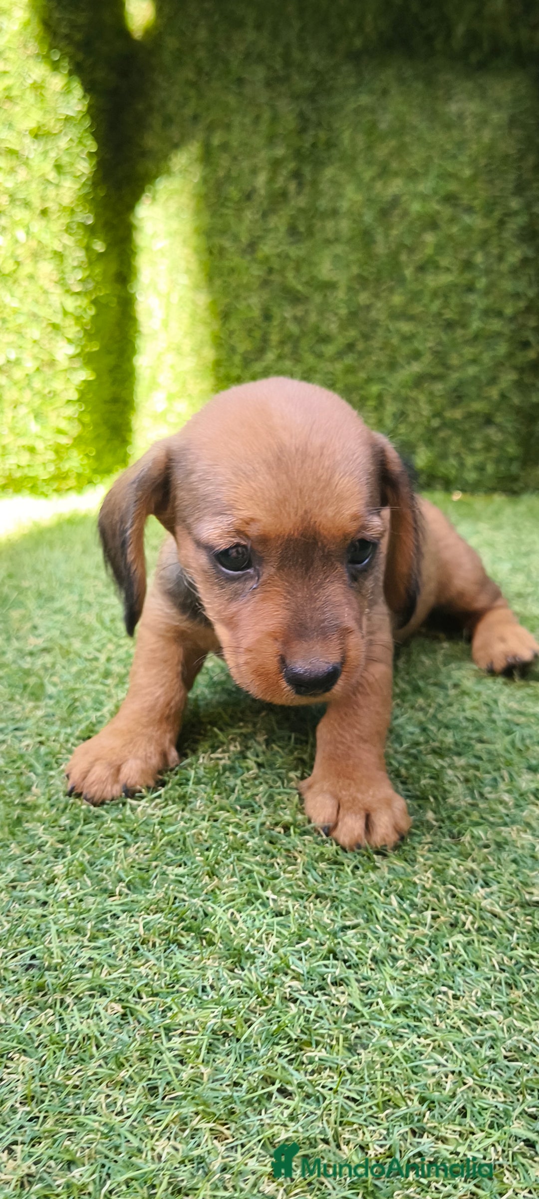 Teckel Miniatura perros en venta: camada teckel mini  - Imagen 7