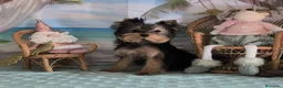 Yorkshire Terrier perros en venta: Yorkshire terrier  - Anuncio 2