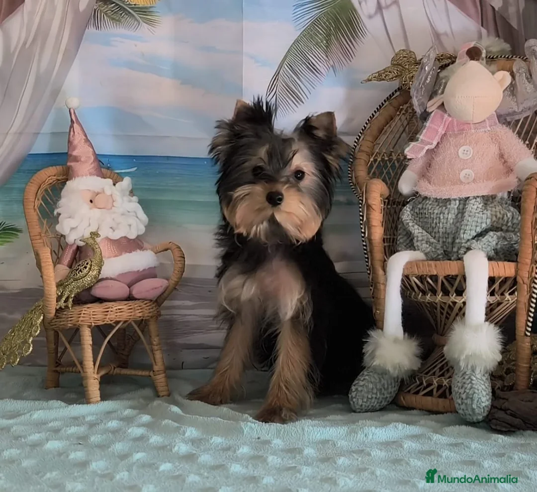Yorkshire Terrier perros en venta: Yorkshire terrier  - Anuncio 2