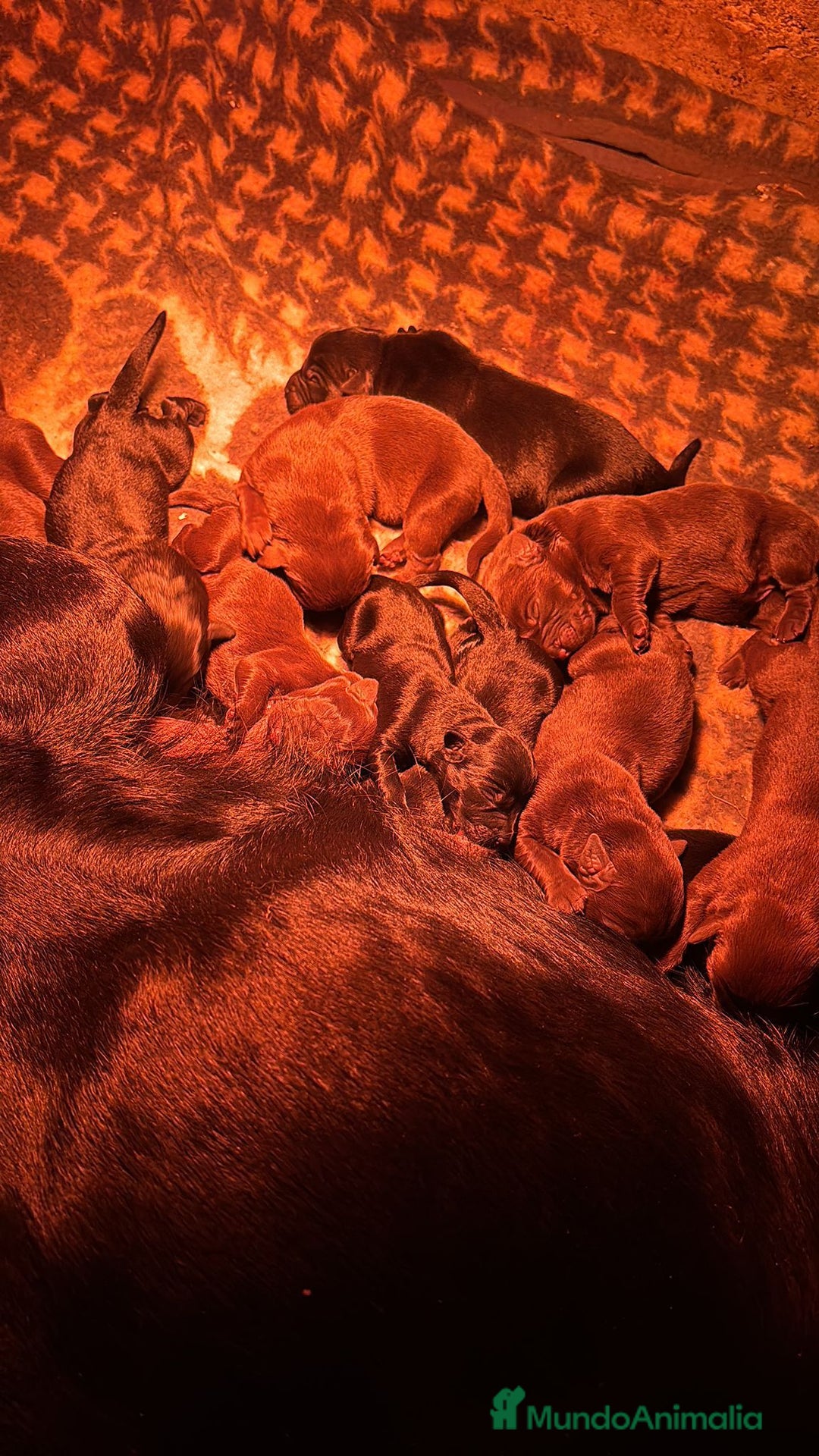 Labrador Retriever perros en venta: Nueva camada labrador retriever  - Anuncio 3