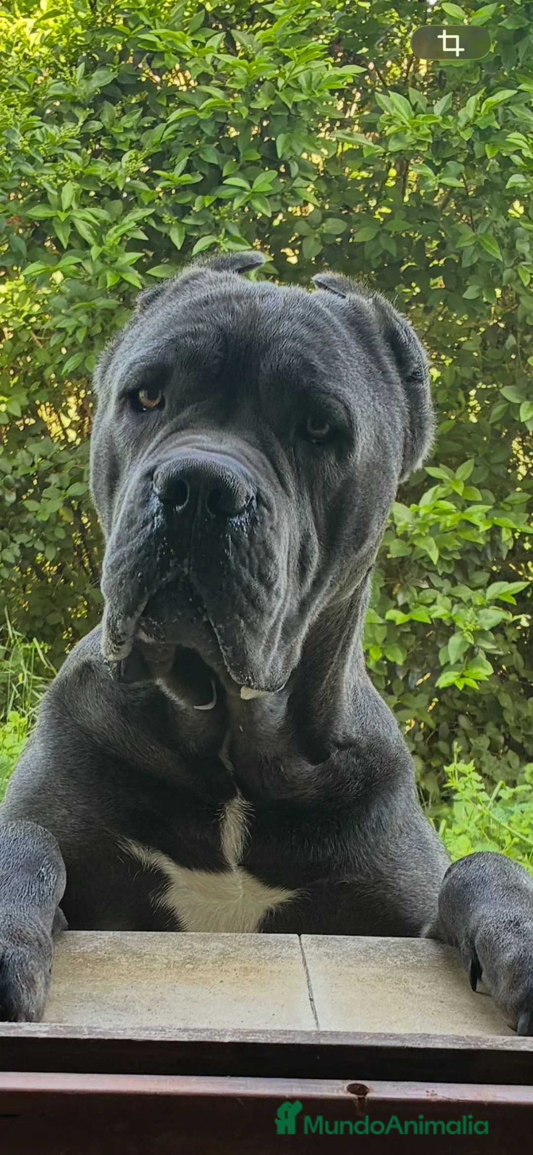 Cane Corso perros en venta: Cane corso  en Guipúzcoa - Anuncio 2