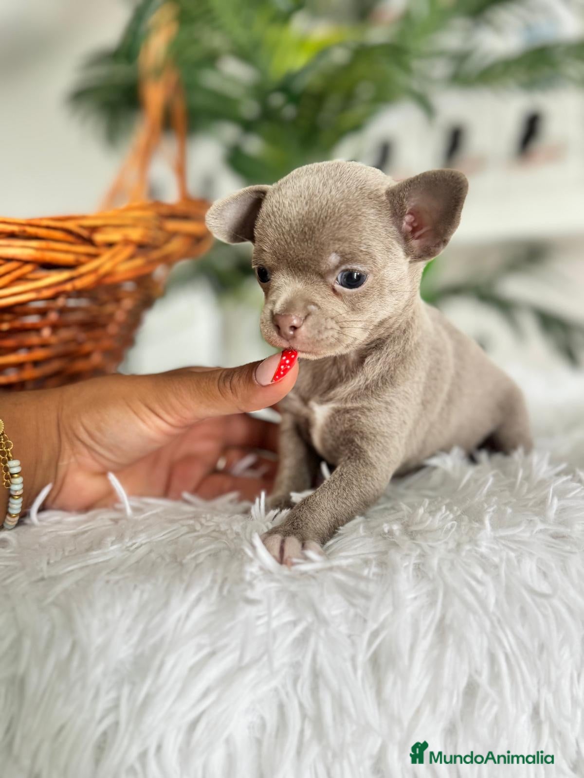 Chihuahua perros CHIHUAHUA MACHO - Anuncio 2