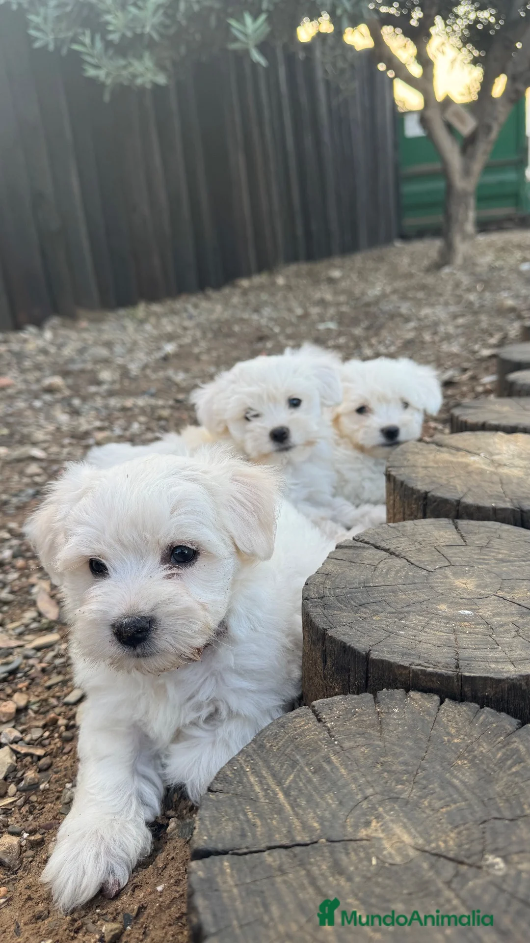 Bichón Maltés perros en venta: Camada bichon maltés  en Tarragona - Anuncio 1