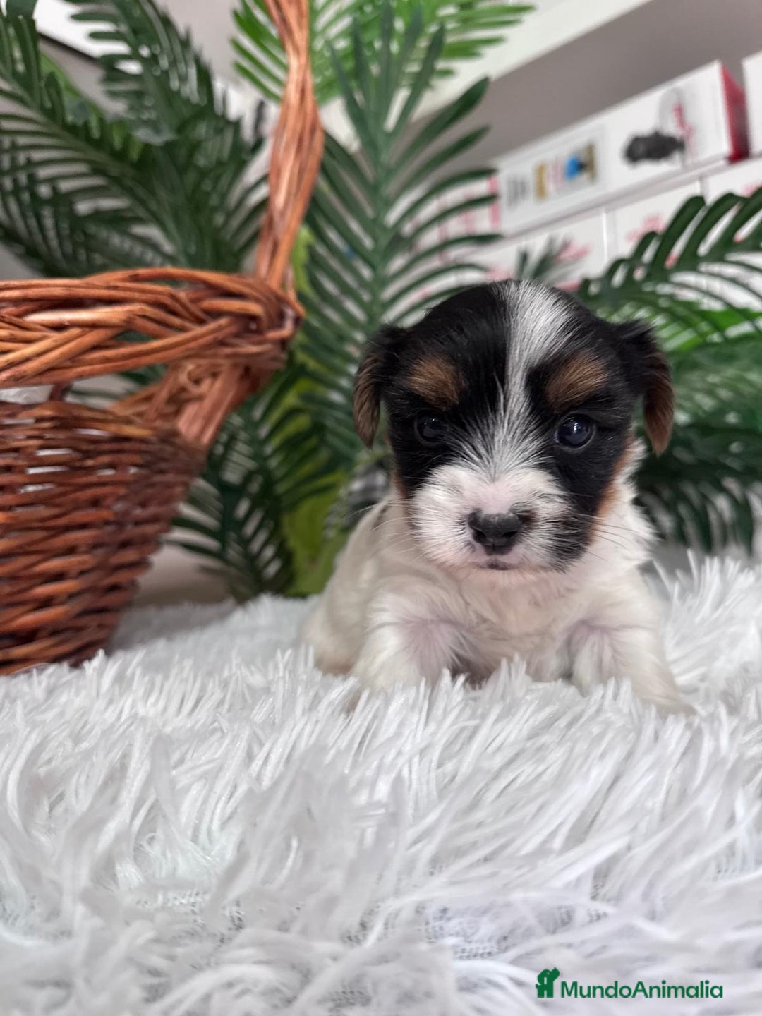 Yorkshire Terrier perros en venta: YORKSHIRE BIEWER - Anuncio 10