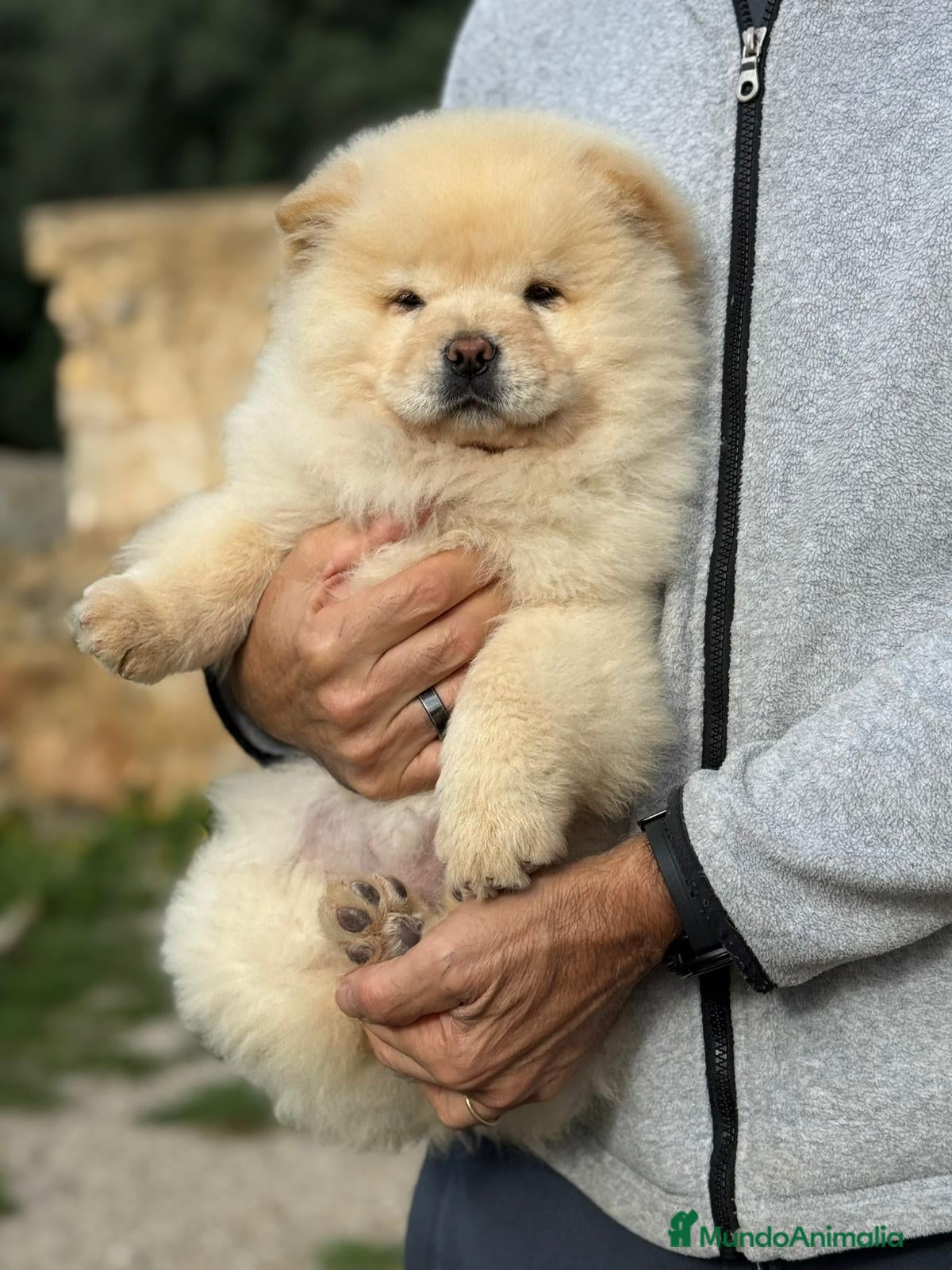 Chow Chow perros Camada de chow chow enanos - Anuncio 1