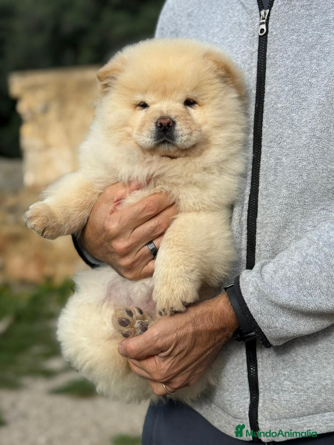 Chow Chow perros en venta: Camada de chow chow enanos - Anuncio 1