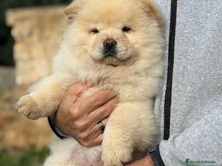 Chow Chow perros Camada de chow chow enanos - Anuncio 1