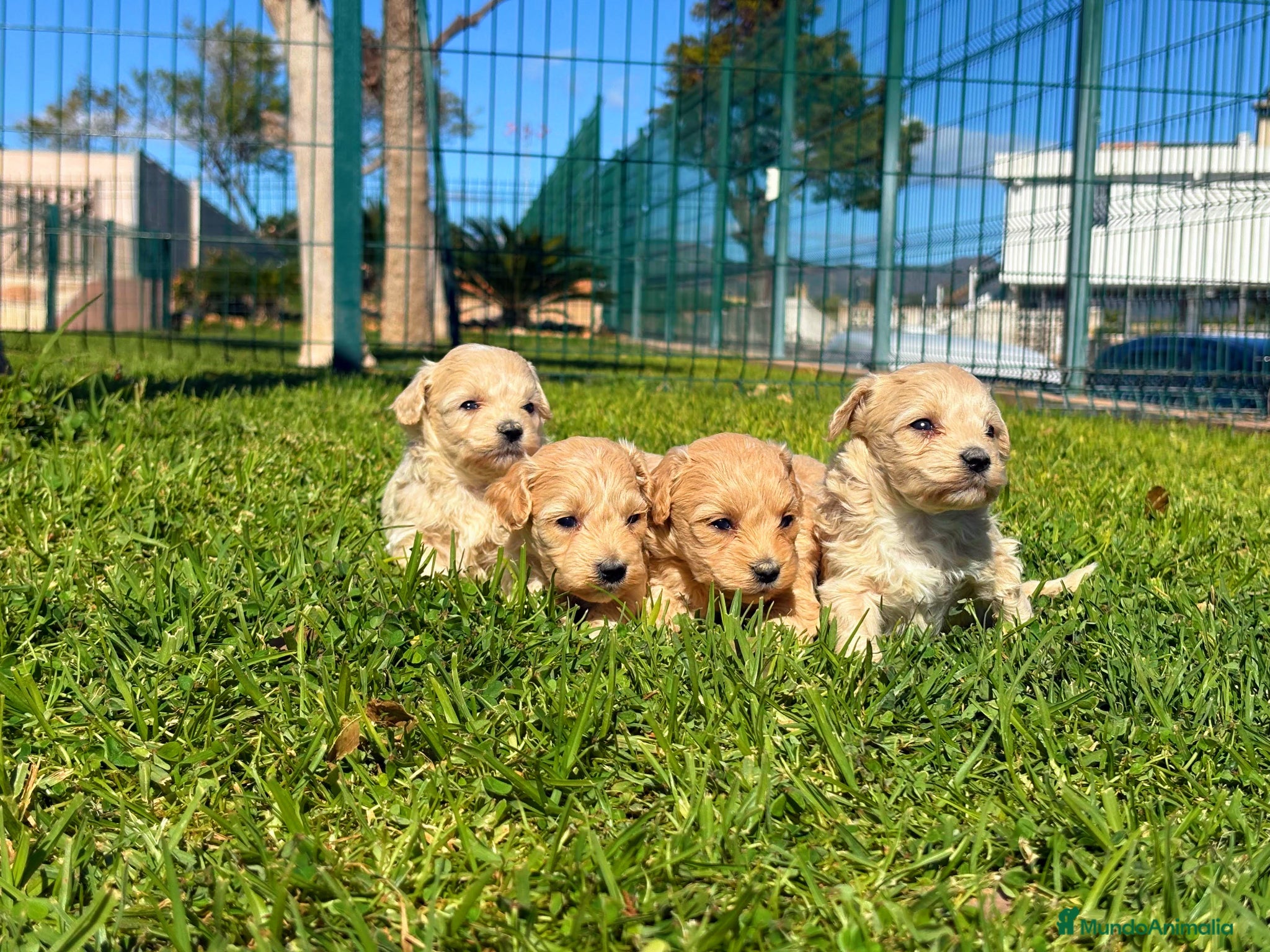 Maltipoo perros MALTIPOO - Anuncio 1
