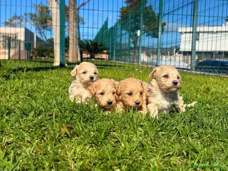 Maltipoo perros MALTIPOO - Anuncio 1