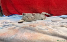 Británico de Pelo Corto gatos en venta: British Silver Shaded Negro - Imagen 3