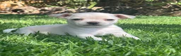 Chihuahua perros en venta: Precisos chichuahuas - Anuncio 3