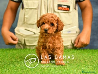 Caniche Enano perros Cachorros de Caniche Enano: amor, calidad garantía en Burgos - Anuncio 4
