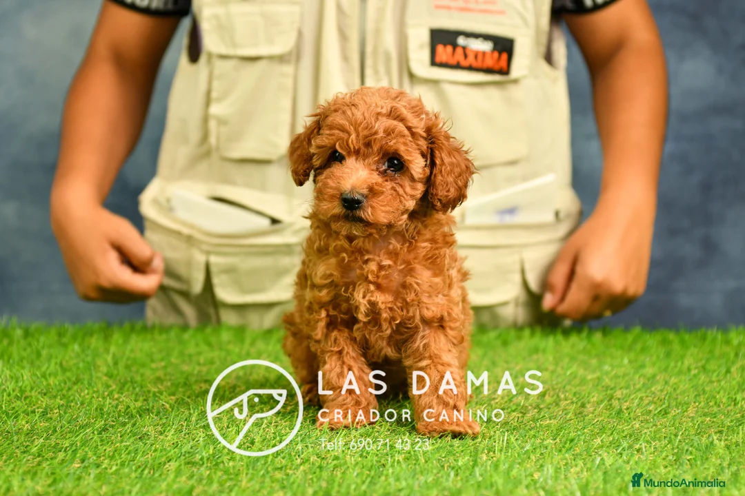 Caniche Enano perros en venta: Cachorros de Caniche Enano: amor, calidad garantía en Burgos - Anuncio 1