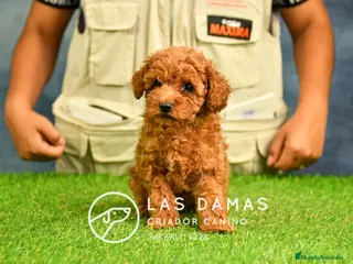 Caniche Enano perros Cachorros de Caniche Enano: amor, calidad garantía en Burgos - Anuncio 6
