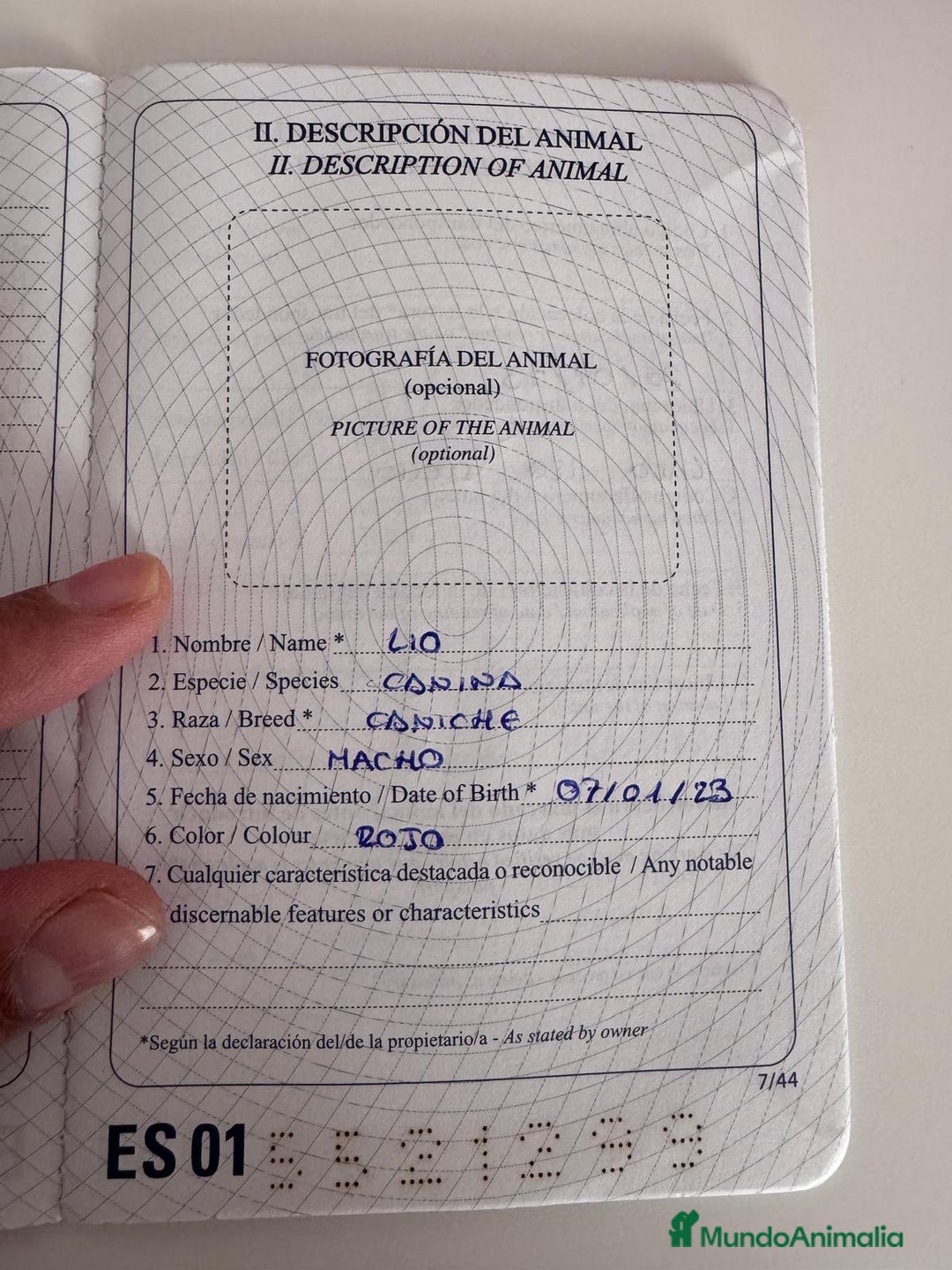 Caniche Enano perros en venta: CANICHE - Anuncio 11