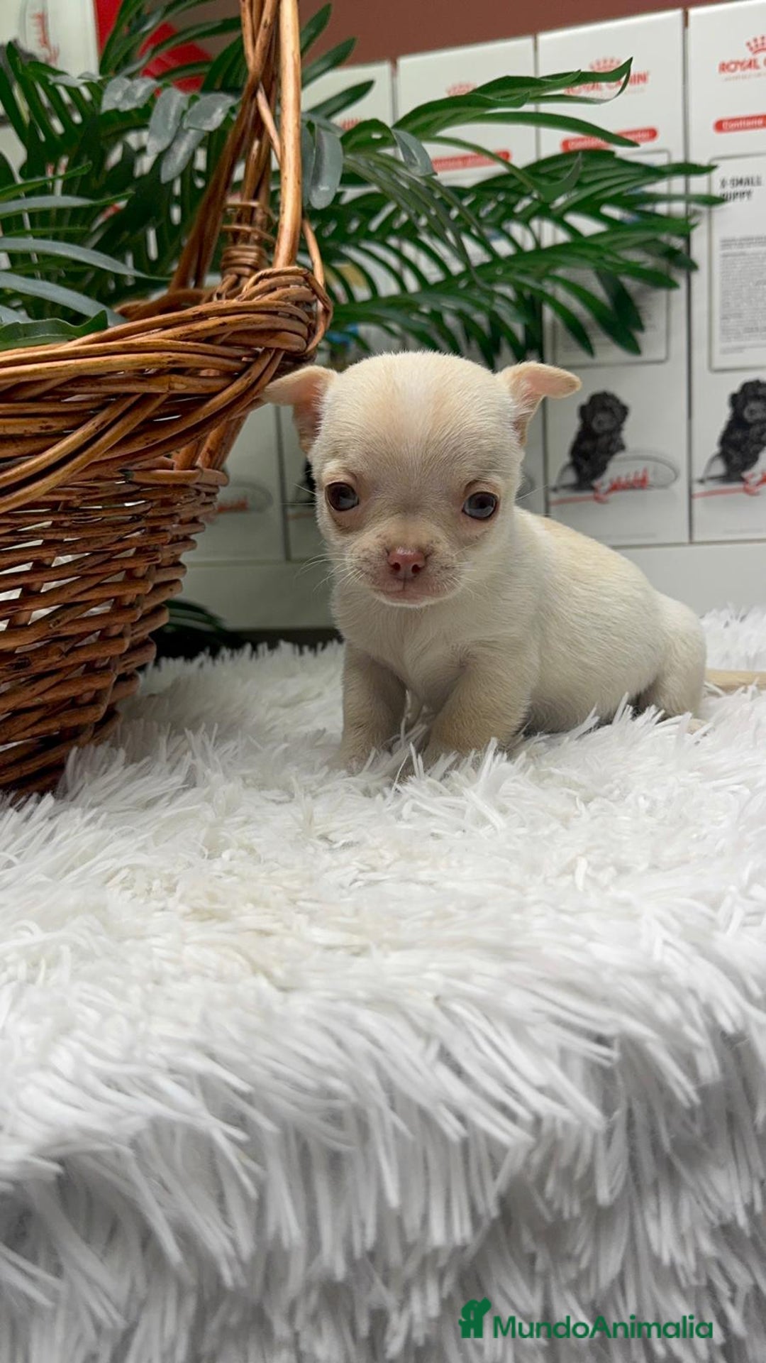 Chihuahua perros en venta: CHIHUAHUA HEMBRA - Anuncio 2