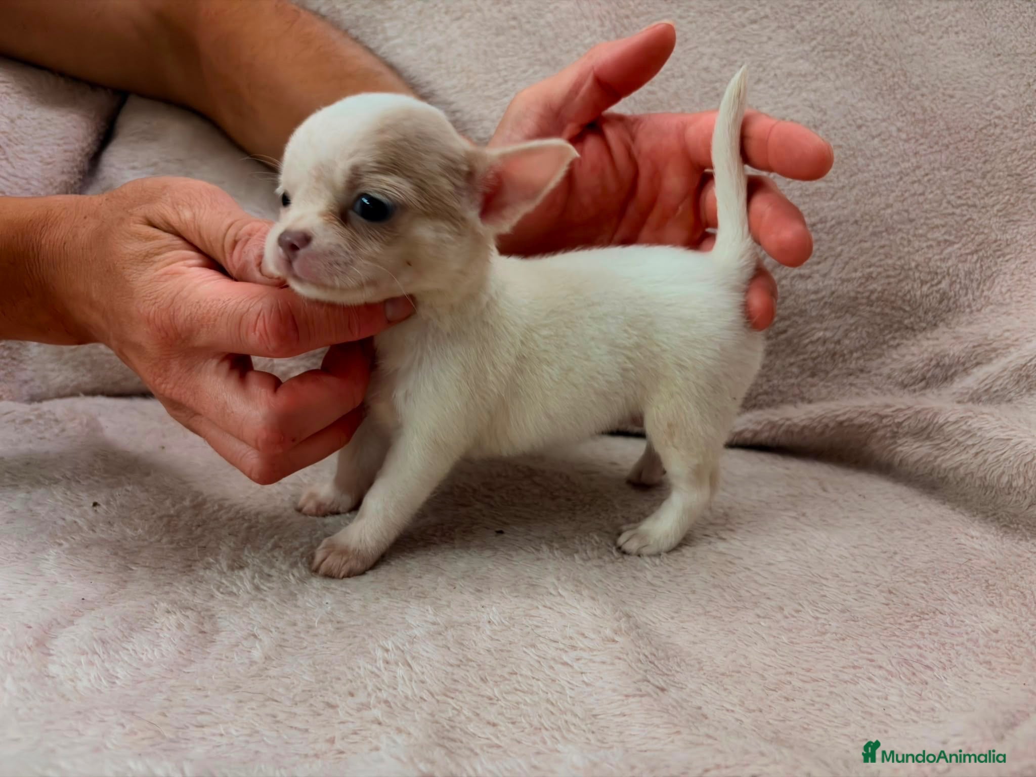 Chihuahua perros Chihuahua - Anuncio 1