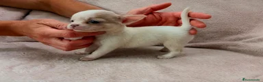Chihuahua 3