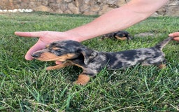 Teckel Miniatura perros en venta: Cachorros de teckel mini  - Imagen 2