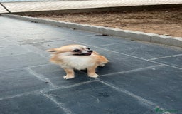 Pomchi perros en venta: Pomchi hembra  - Imagen 2