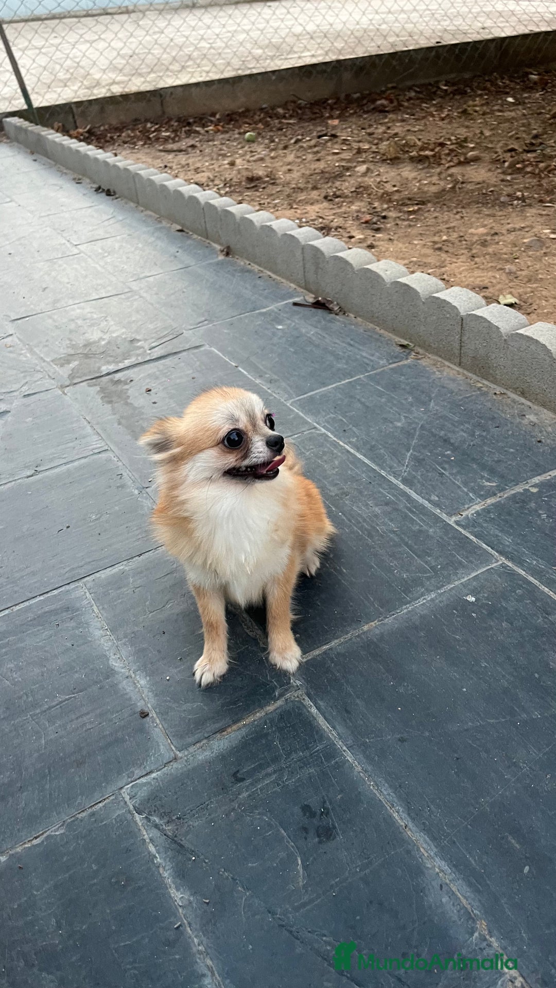 Pomchi perros en venta: Pomchi hembra  - Imagen 2