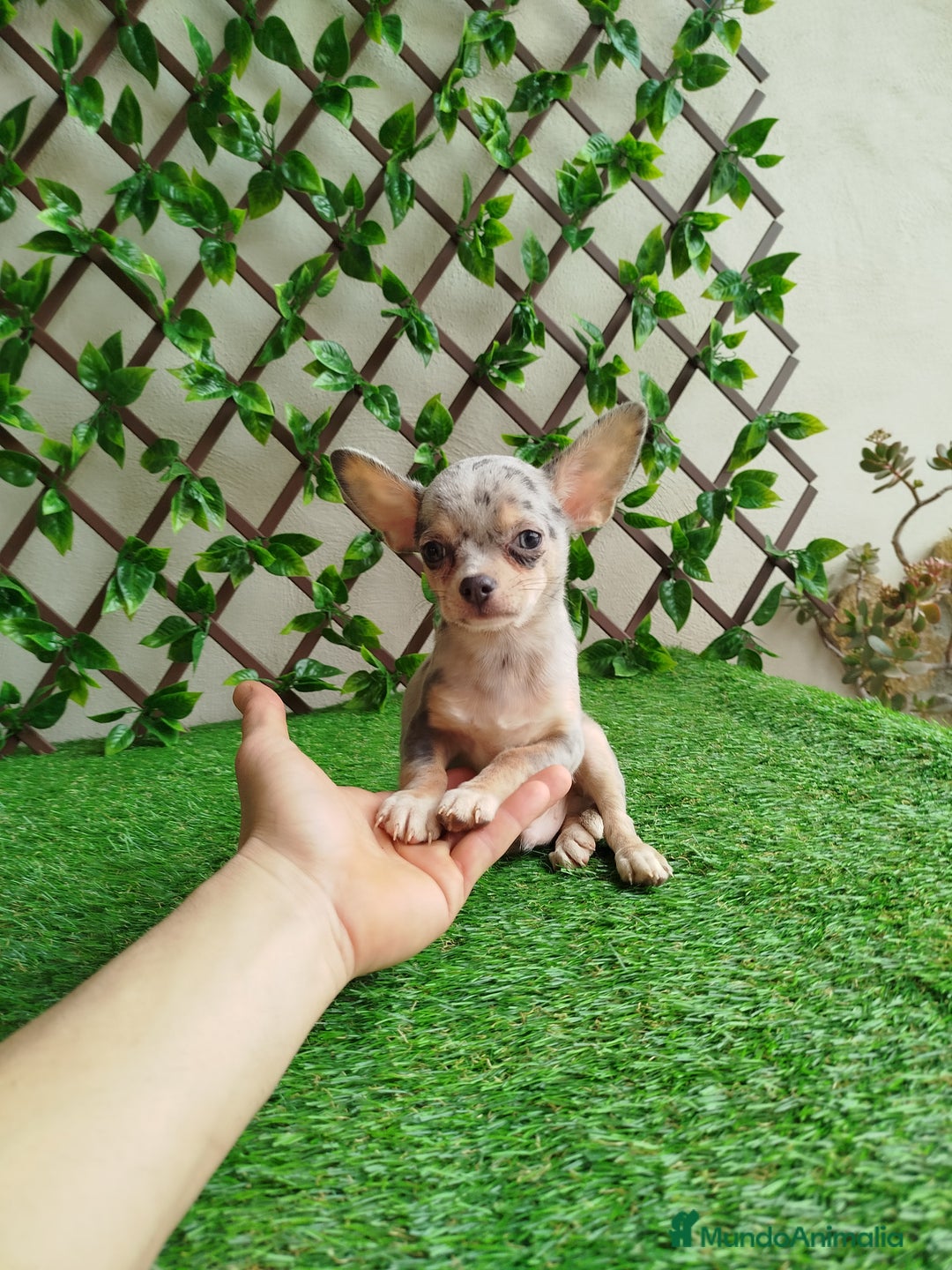 Chihuahua perros en venta: Chihuahua Toy  - Anuncio 1