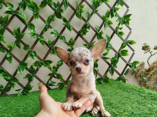 Chihuahua perros Chihuahua Toy - Anuncio 1