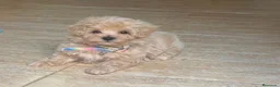 Maltipoo perros en venta: Maltipoo - Anuncio 2
