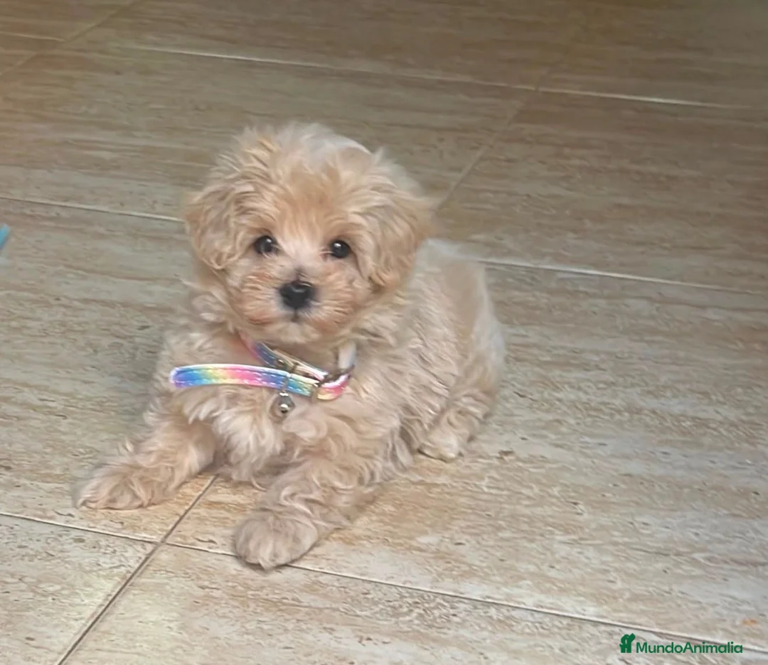 Maltipoo perros en venta: Maltipoo - Anuncio 2