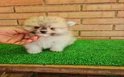 Pomerania perros en venta: Pomerania toy - Imagen 15