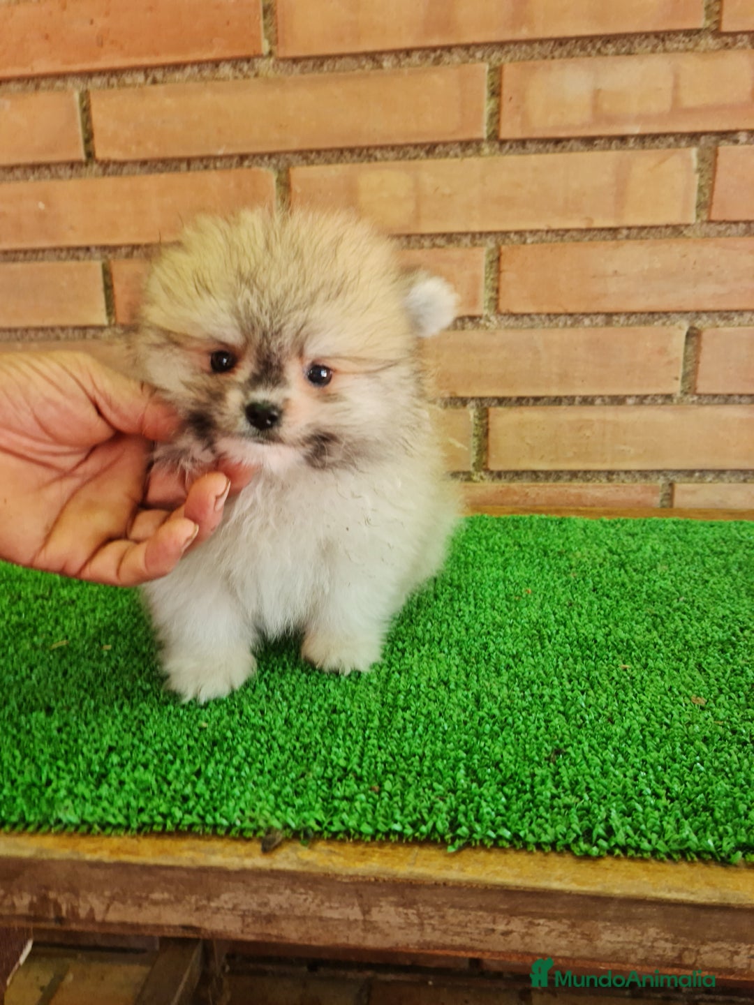 Pomerania perros en venta: Pomerania toy - Imagen 15